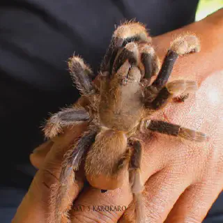 /img/15757-tarantula-masuk-rumah-7.webp
