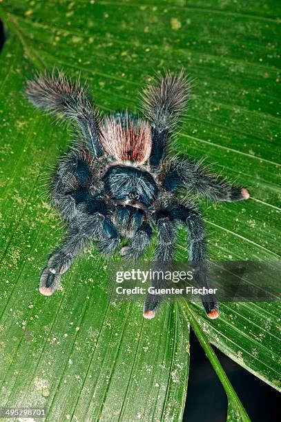 /img/15758-pink-toe-tarantula-eye-care.webp