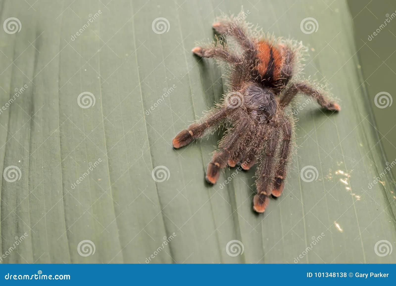 15758 pink toe tarantula eye types