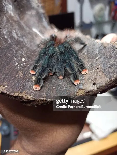 15758 pink toe tarantula molting