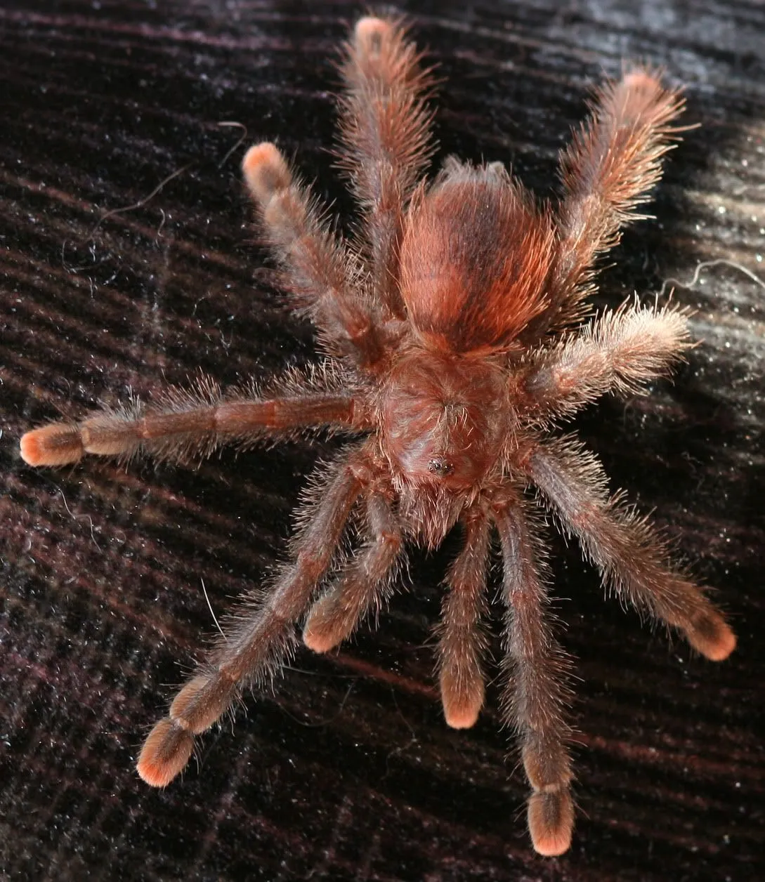 15758 pink toe tarantula movement detection