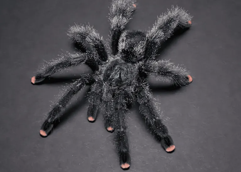 15758 pink toe tarantula peripheral vision