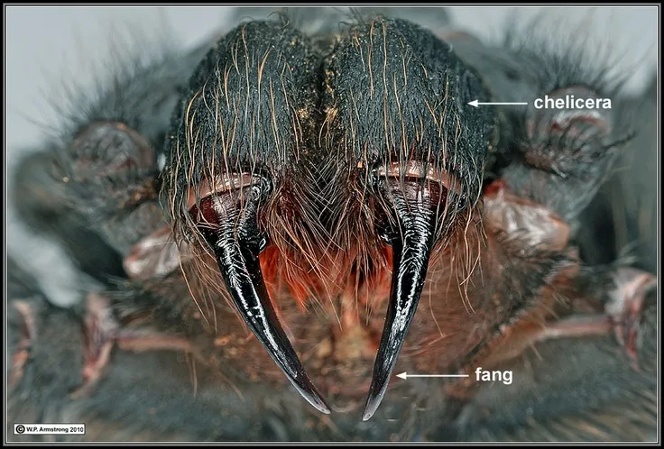 /img/15759-arachnid-fang-comparison.webp