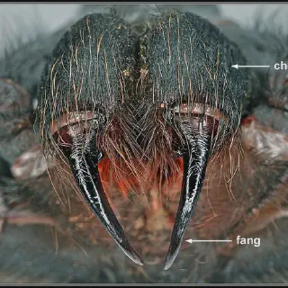 /img/15759-arachnid-fang-comparison.webp
