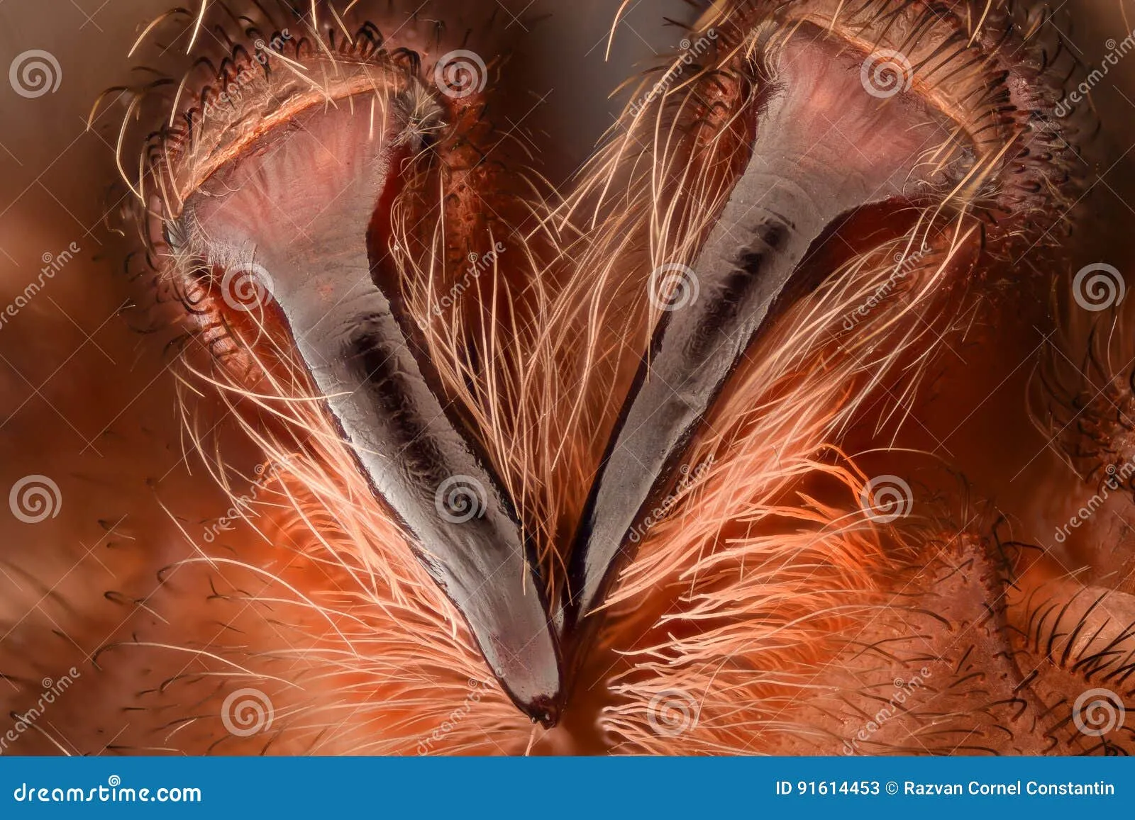 15759 tarantula fang anatomy