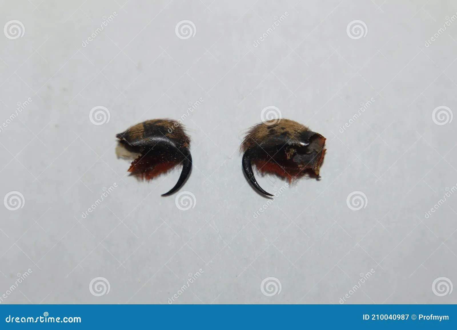 15759 tarantula injecting venom