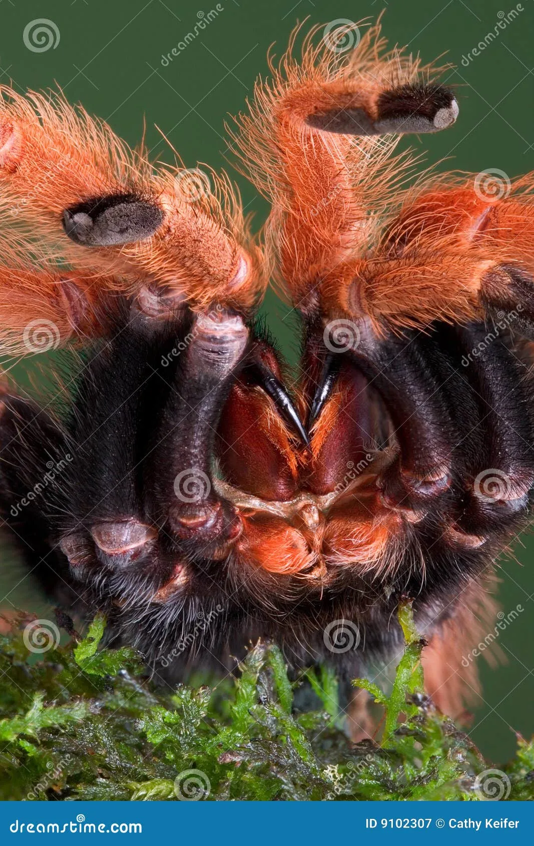 15759 tarantula molting