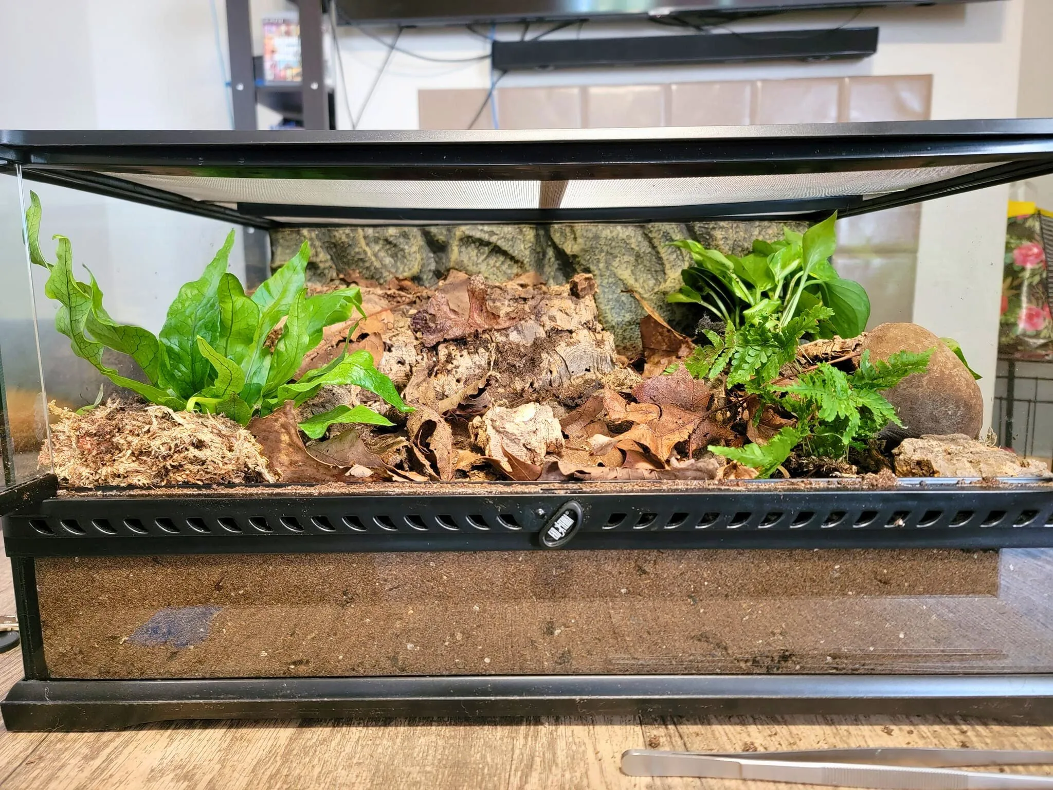 15760 tarantula substrate