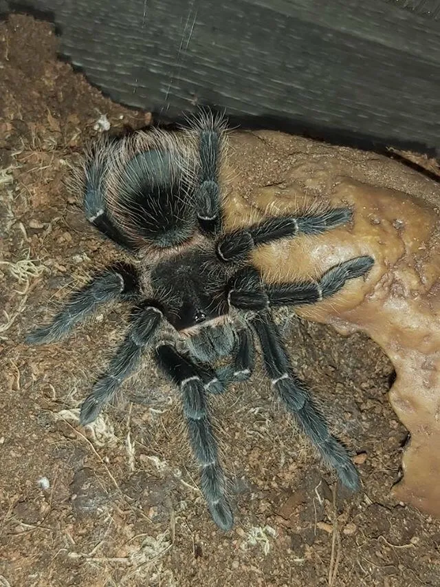 15763 lasiodora parahybana breeding