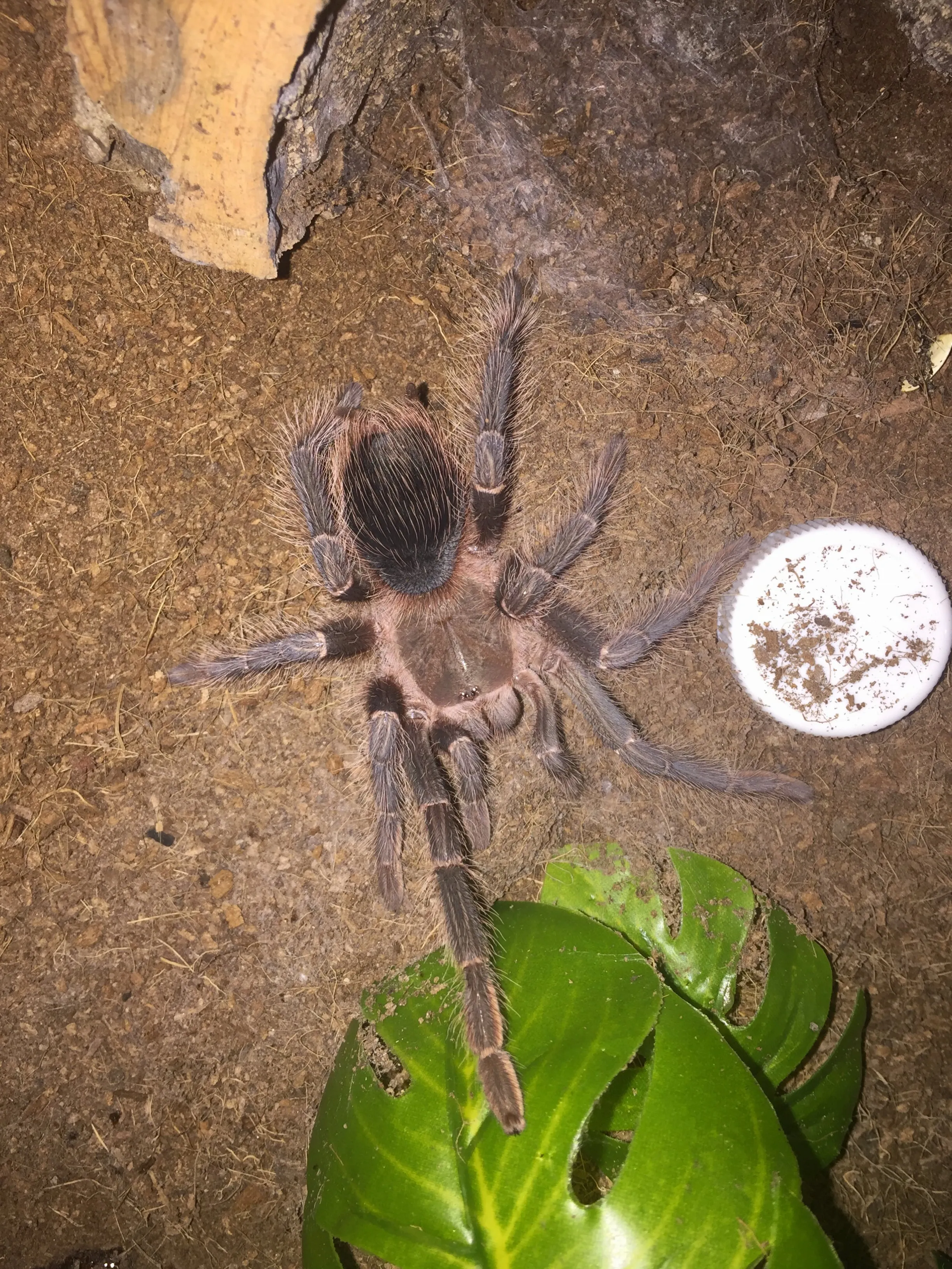 15763 lasiodora parahybana healthy