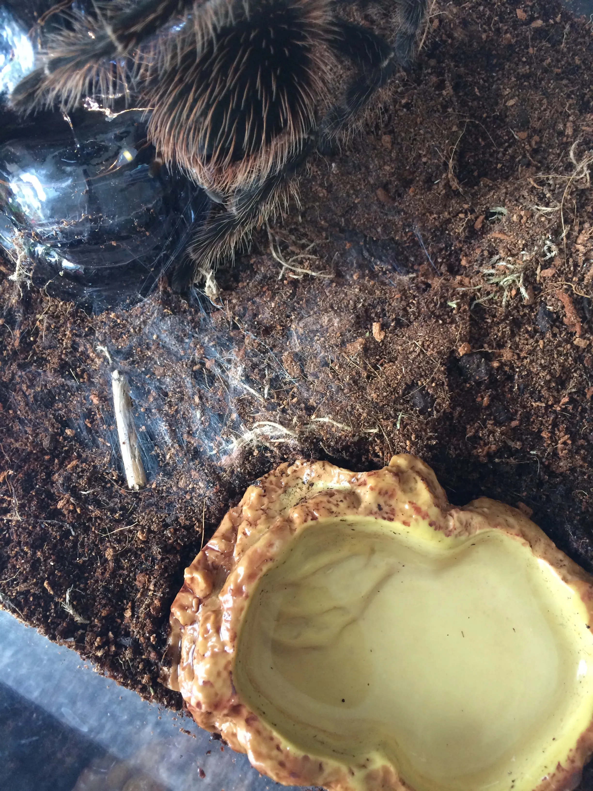 15763 lasiodora parahybana molting