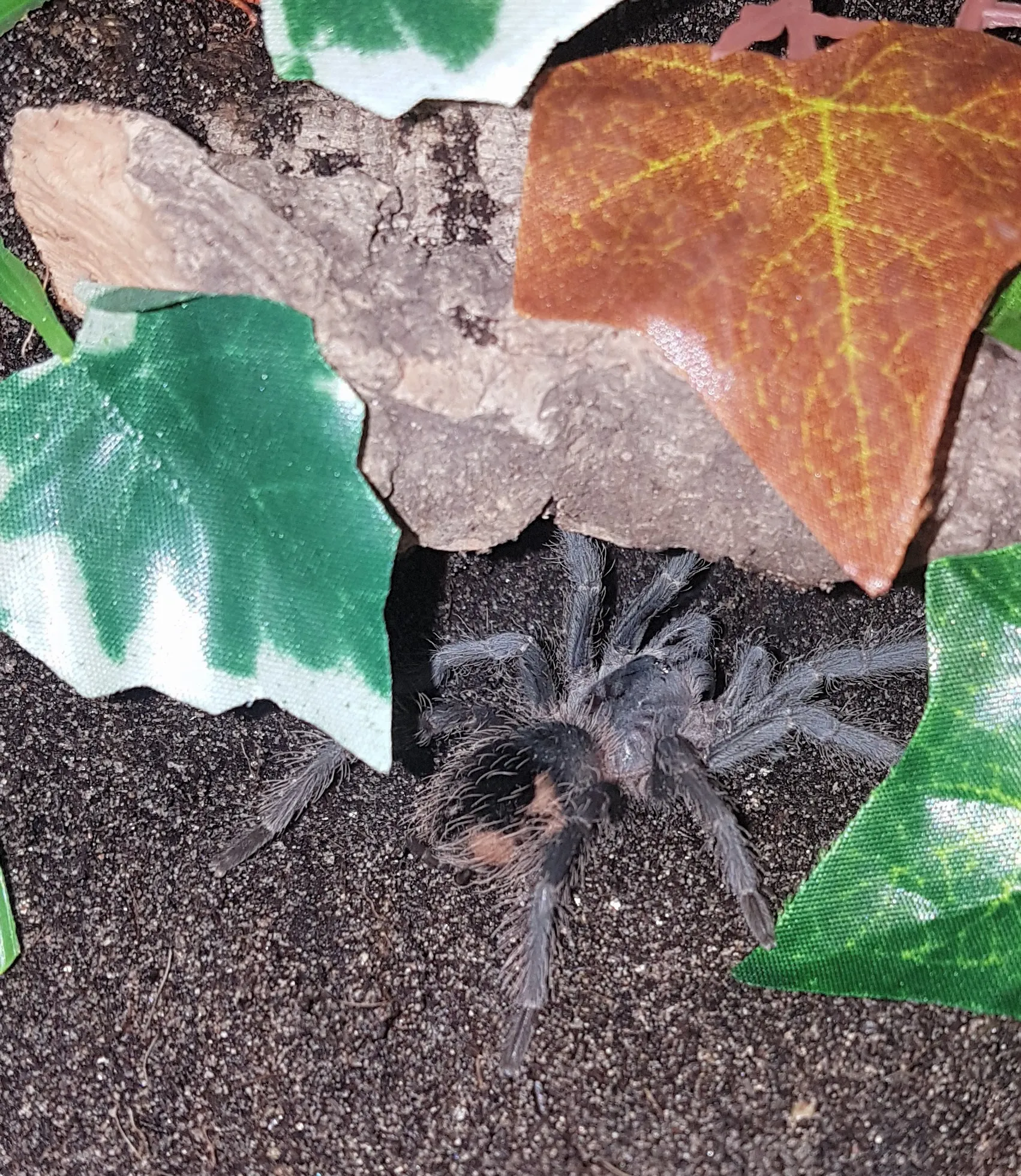 /img/15763-lasiodora-parahybana-substrate.webp