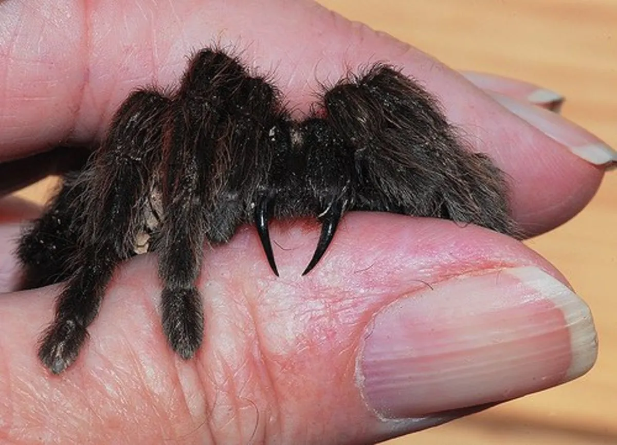 15766 tarantula venom