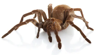 15767 goliath bird eating tarantula image1
