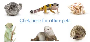 15767 goliath bird eating tarantula image2