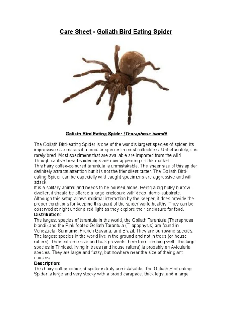 15767 goliath bird eating tarantula image6