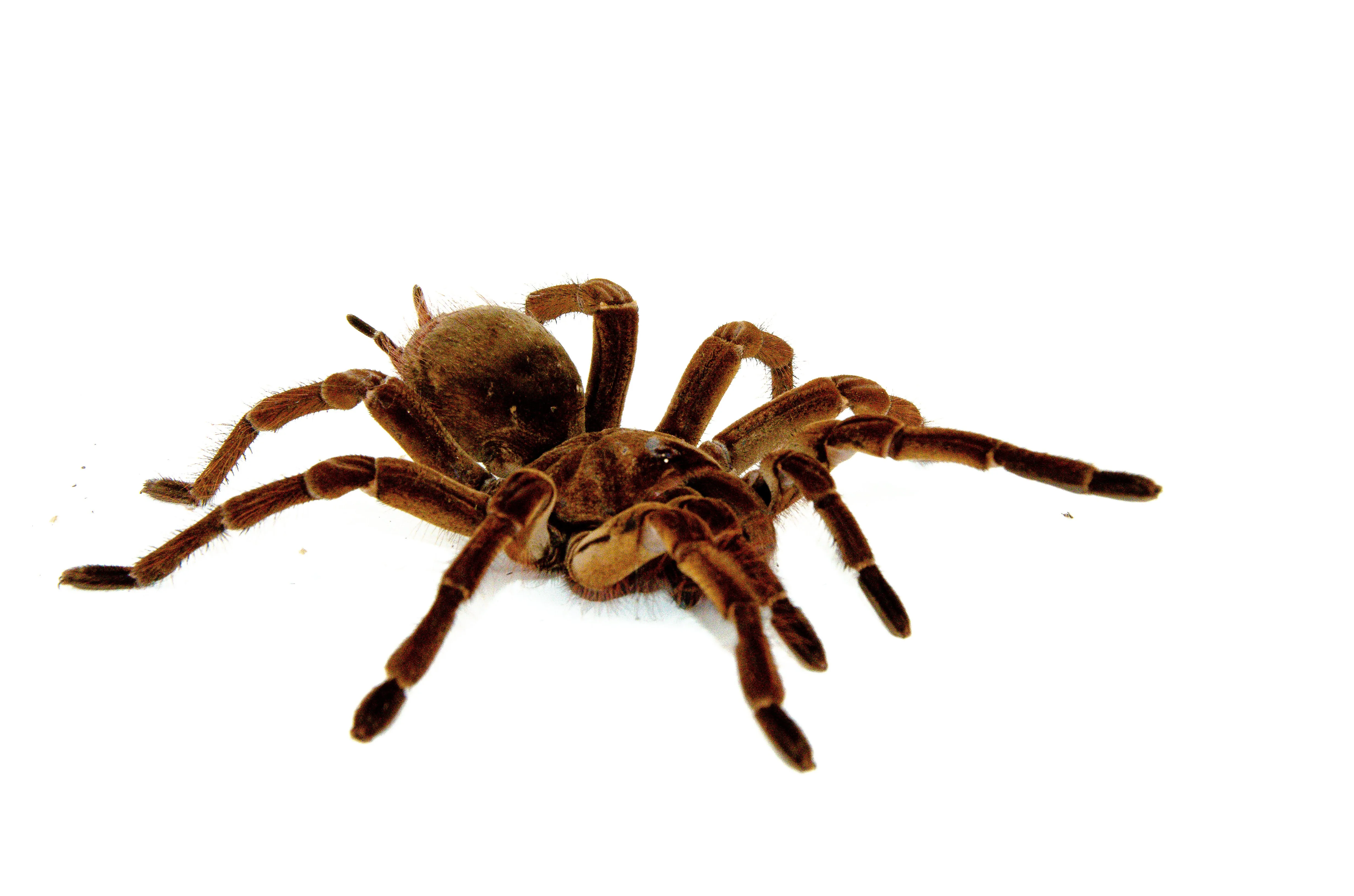 /img/15767-goliath-bird-eating-tarantula-image7.webp