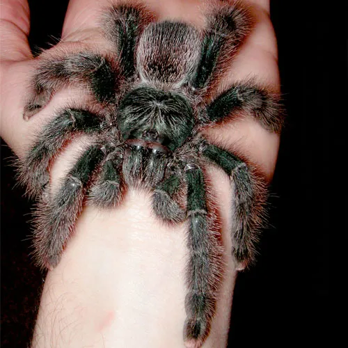 15768 pink toe tarantula handling carefully