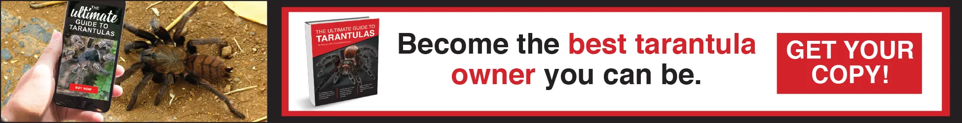 15769 tarantula bite first aid