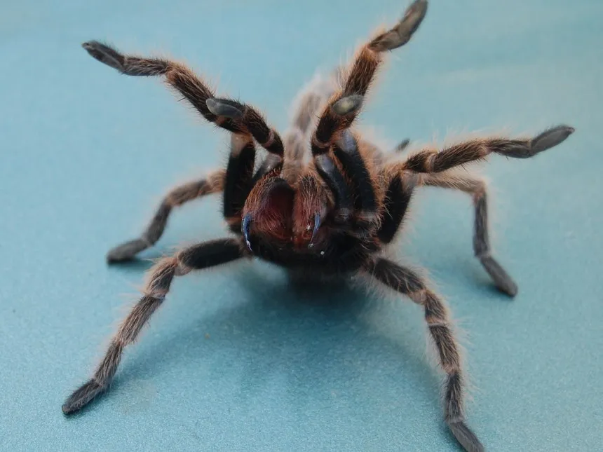/img/15769-tarantula-bite-swelling.webp