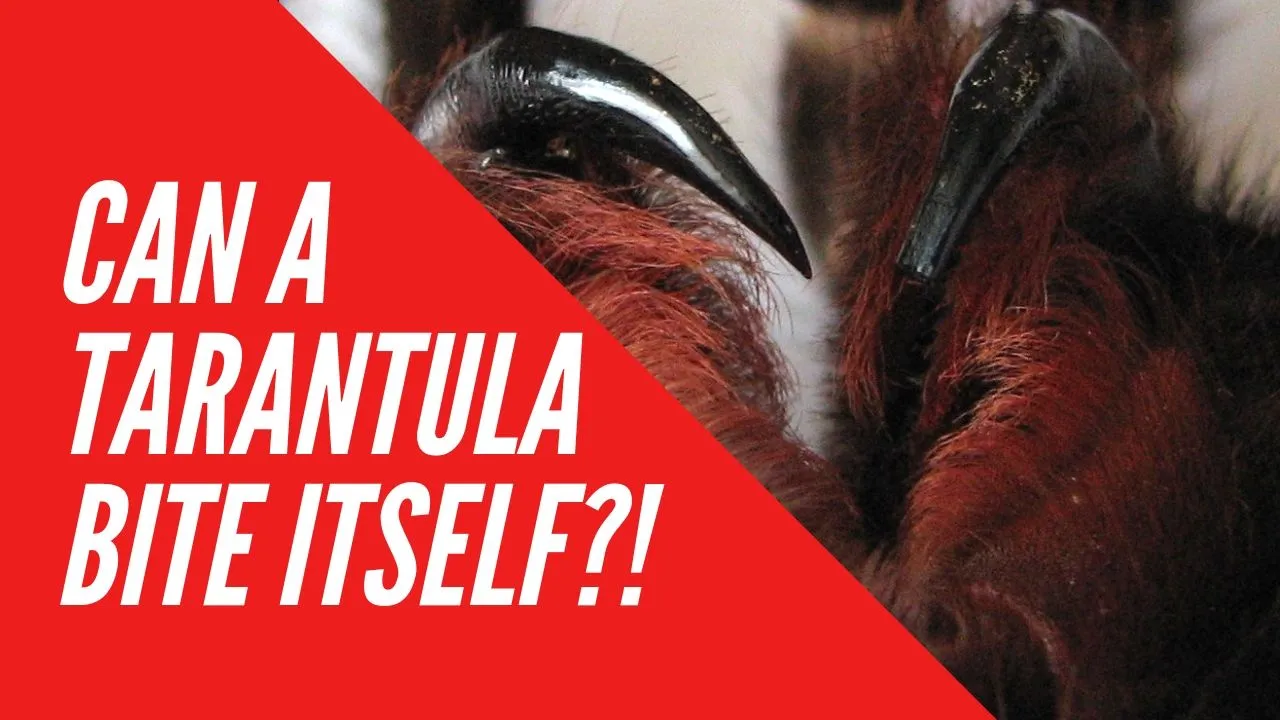 15769 tarantula species