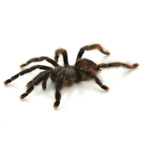 15770 pink toe tarantula eating