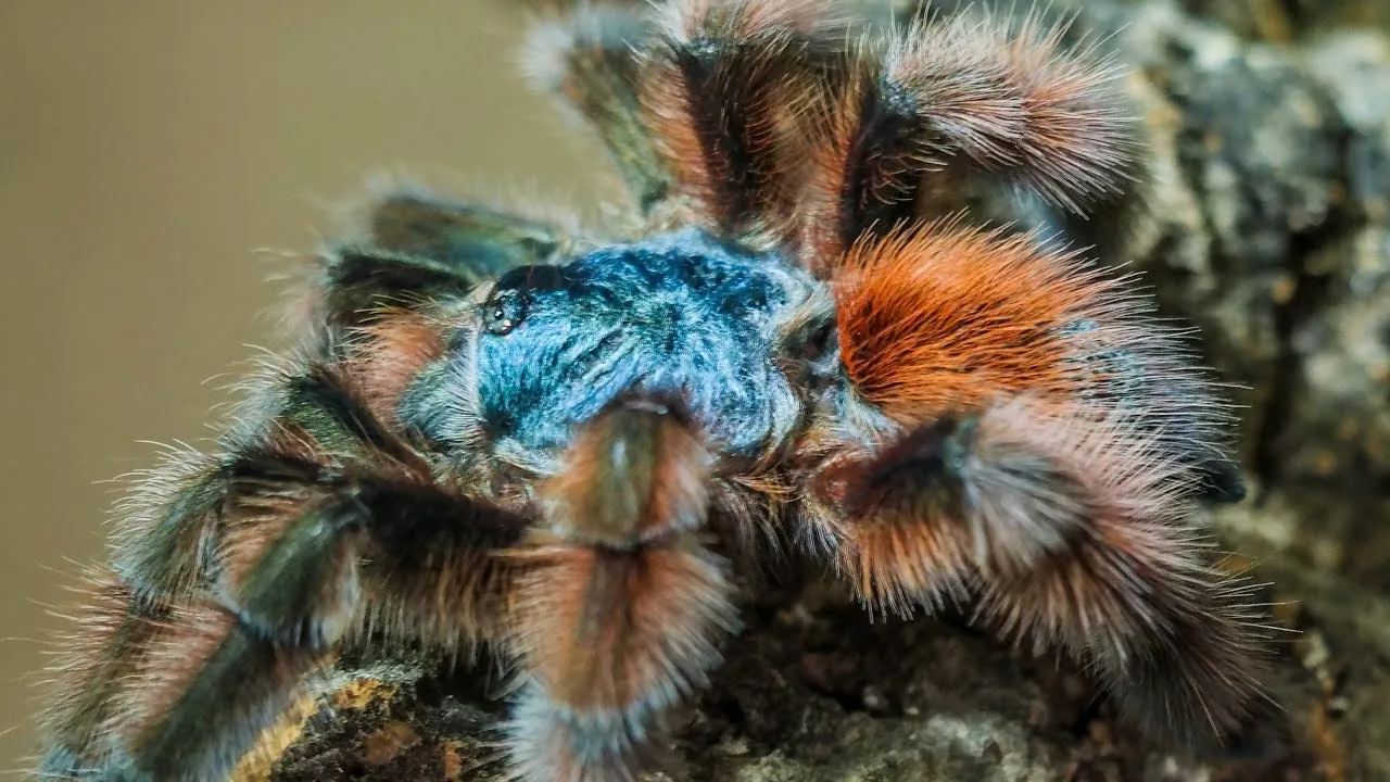 /img/15770-pink-toe-tarantula-feeding.webp