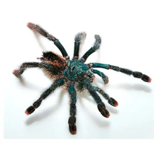 15770 pink toe tarantula habitat