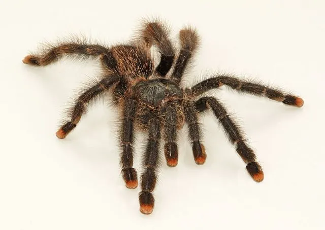 15770 pink toe tarantula handling