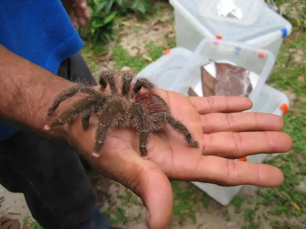 /img/15771-pink-toe-tarantula-breeding.webp