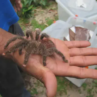 /img/15771-pink-toe-tarantula-breeding.webp