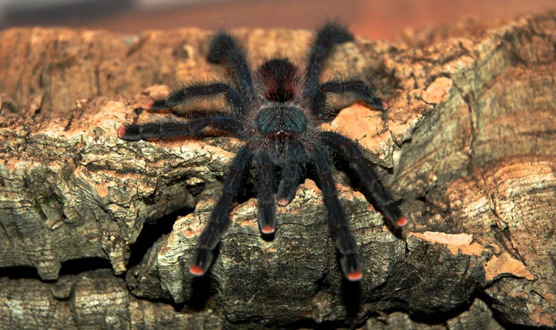 15771 pink toe tarantula handling