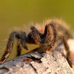 15771 pink toe tarantula molting