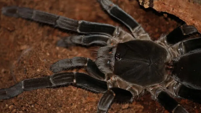 /img/15773-tarantula-conservation.webp