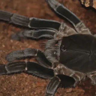 /img/15773-tarantula-conservation.webp