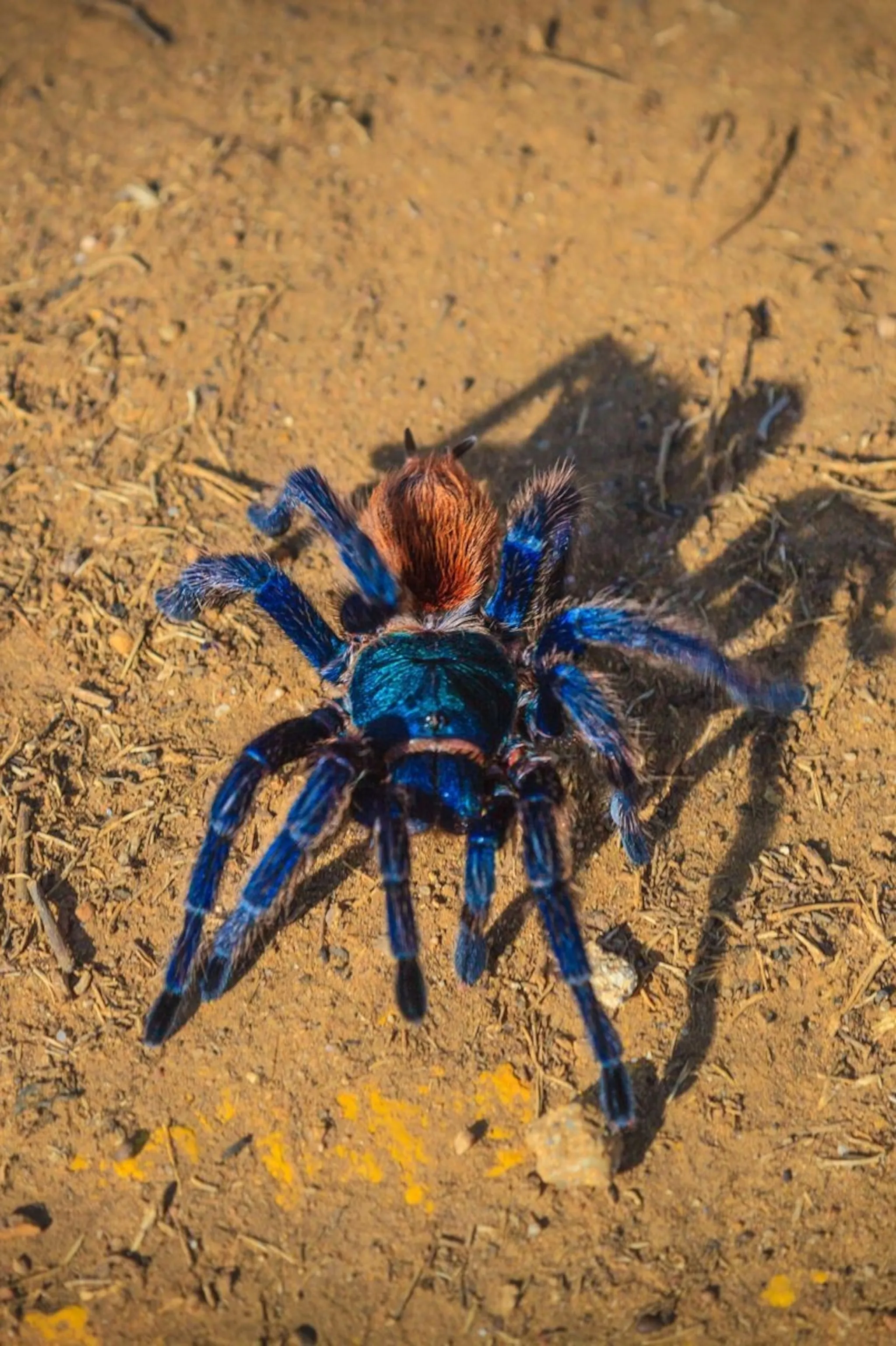 15773 tarantula diversity