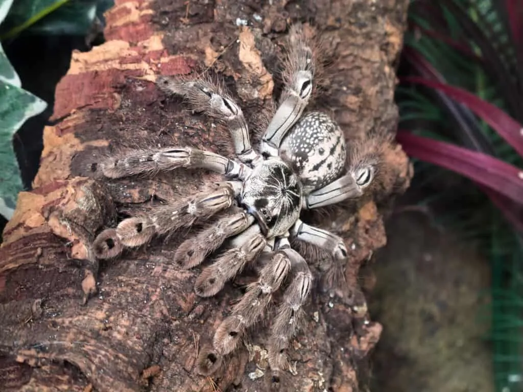 15773 tarantula feeding