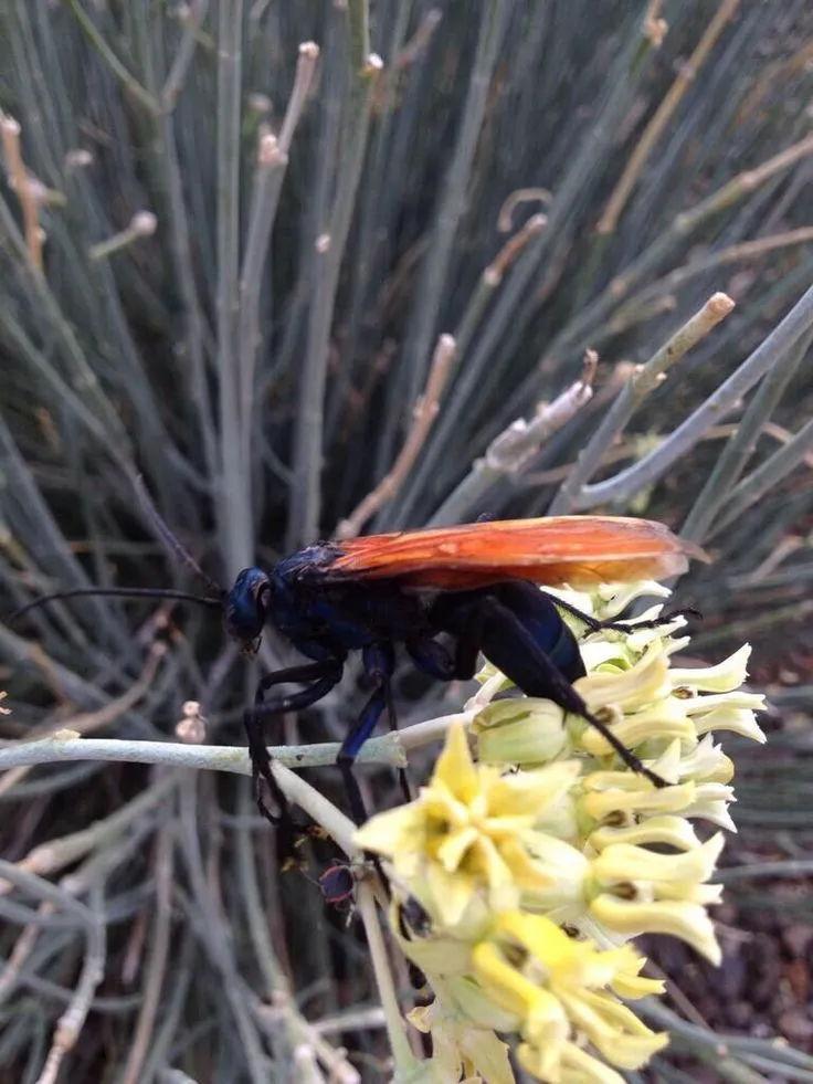 15774 tarantula hawk feeding