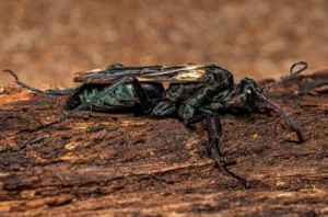 15774 tarantula hawk handling
