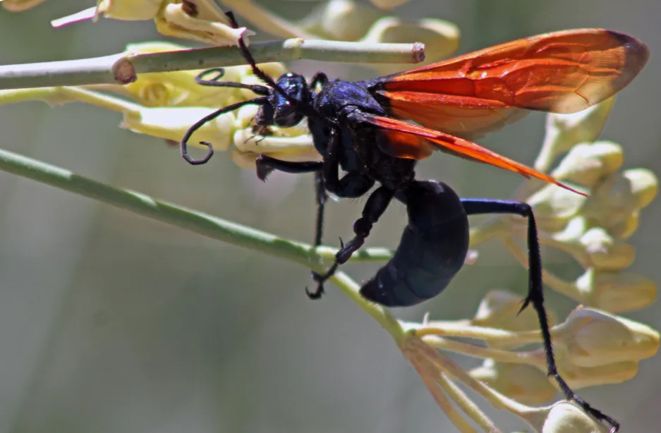 15774 tarantula hawk net
