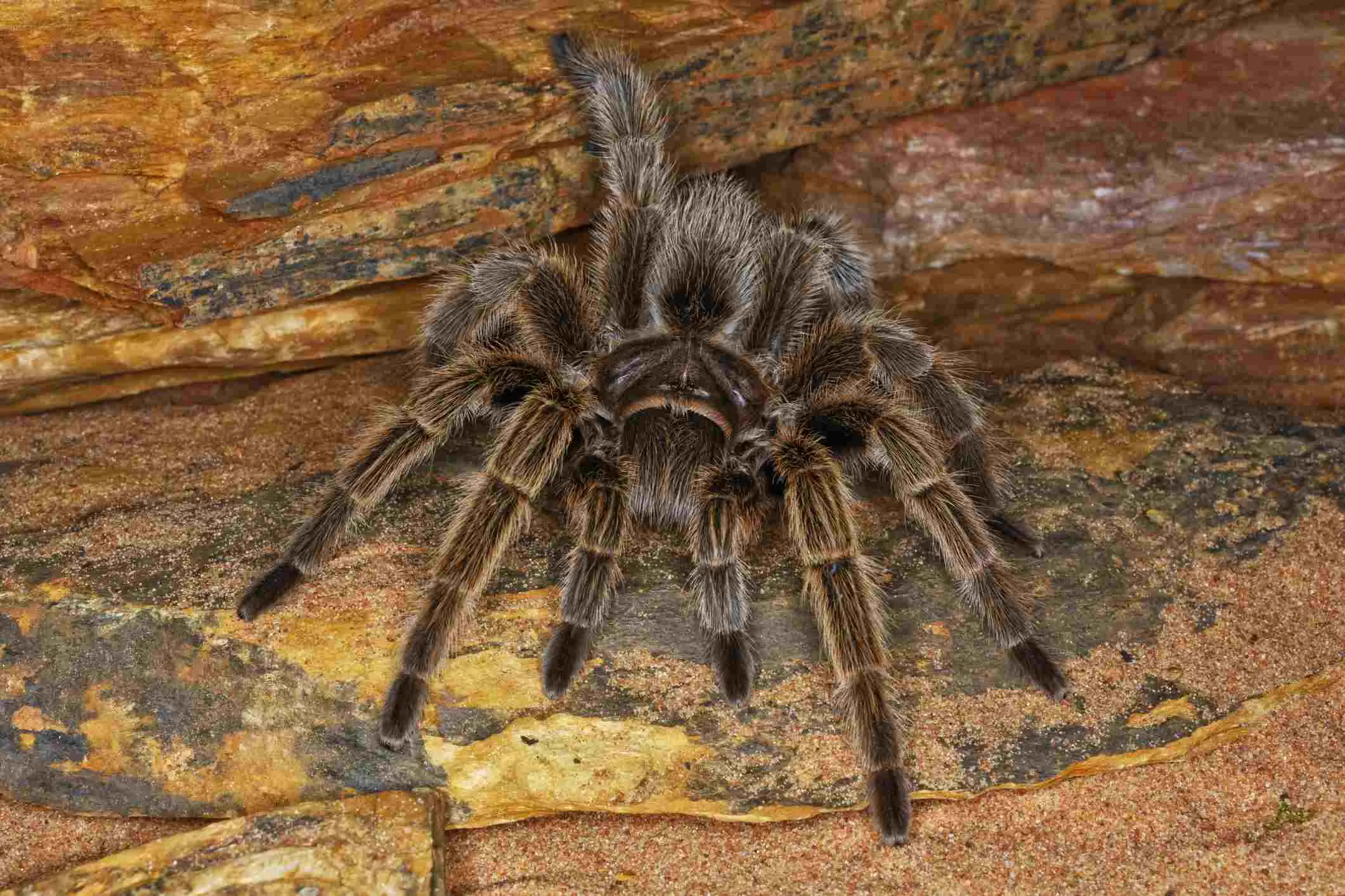 15775 mexican red knee tarantula