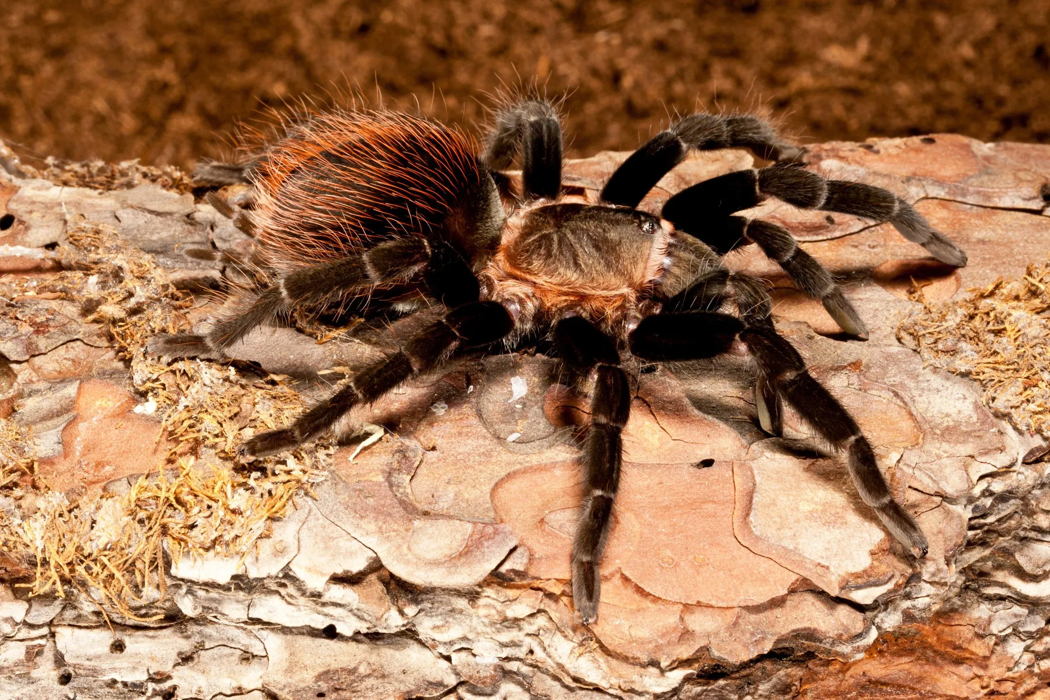 15775 pinktoe tarantula