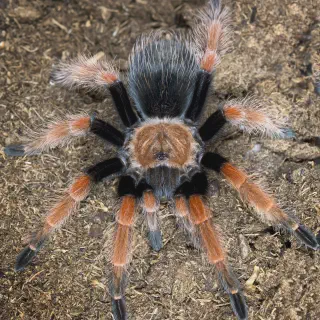 /img/15775-tarantula-handling-conclusion.webp