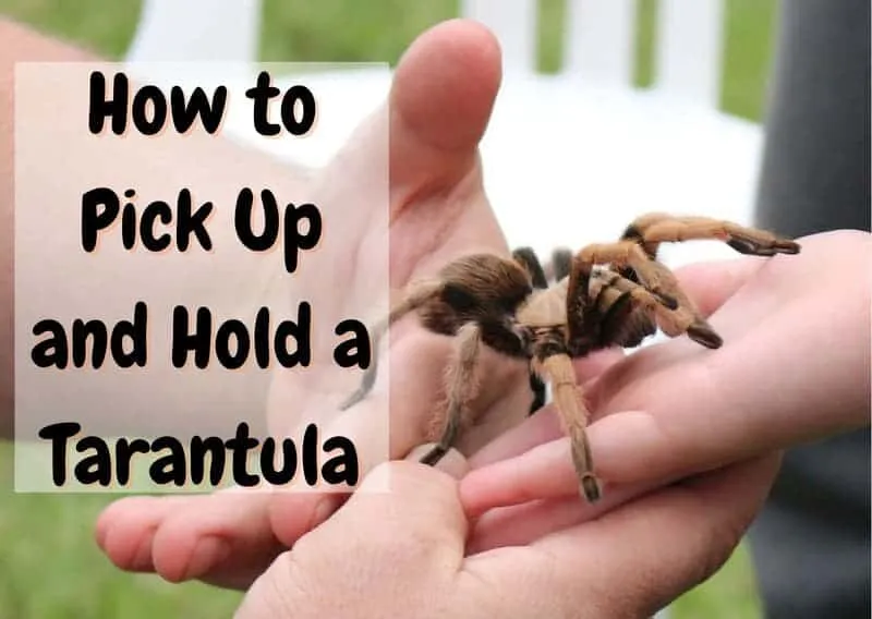 15775 tarantula handling intro