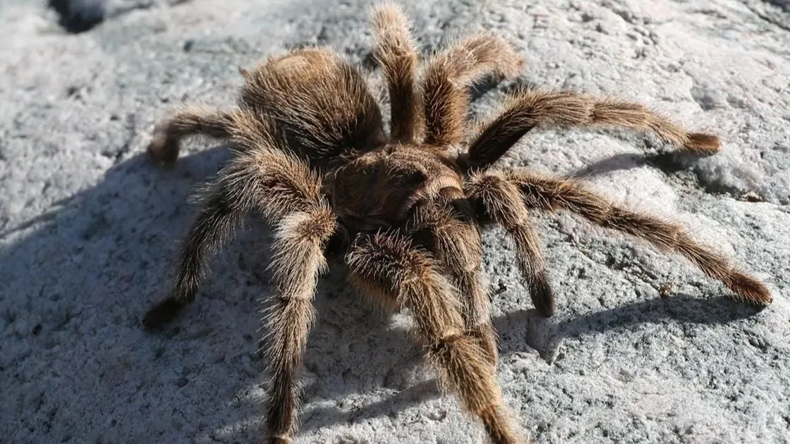 15778 tarantula habitat