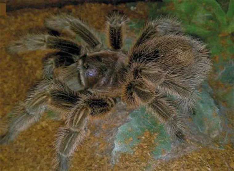 15778 tarantula species