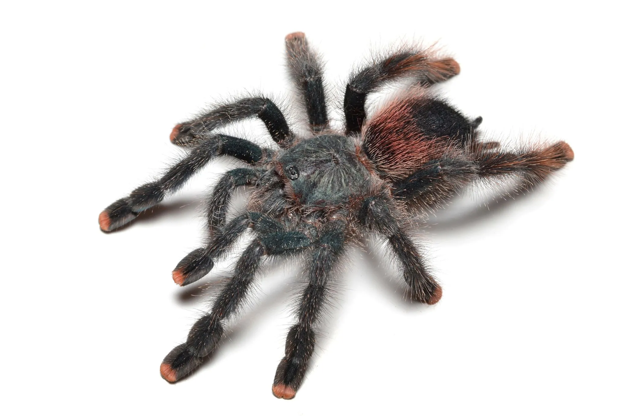 15781 pink toe tarantula spiderling