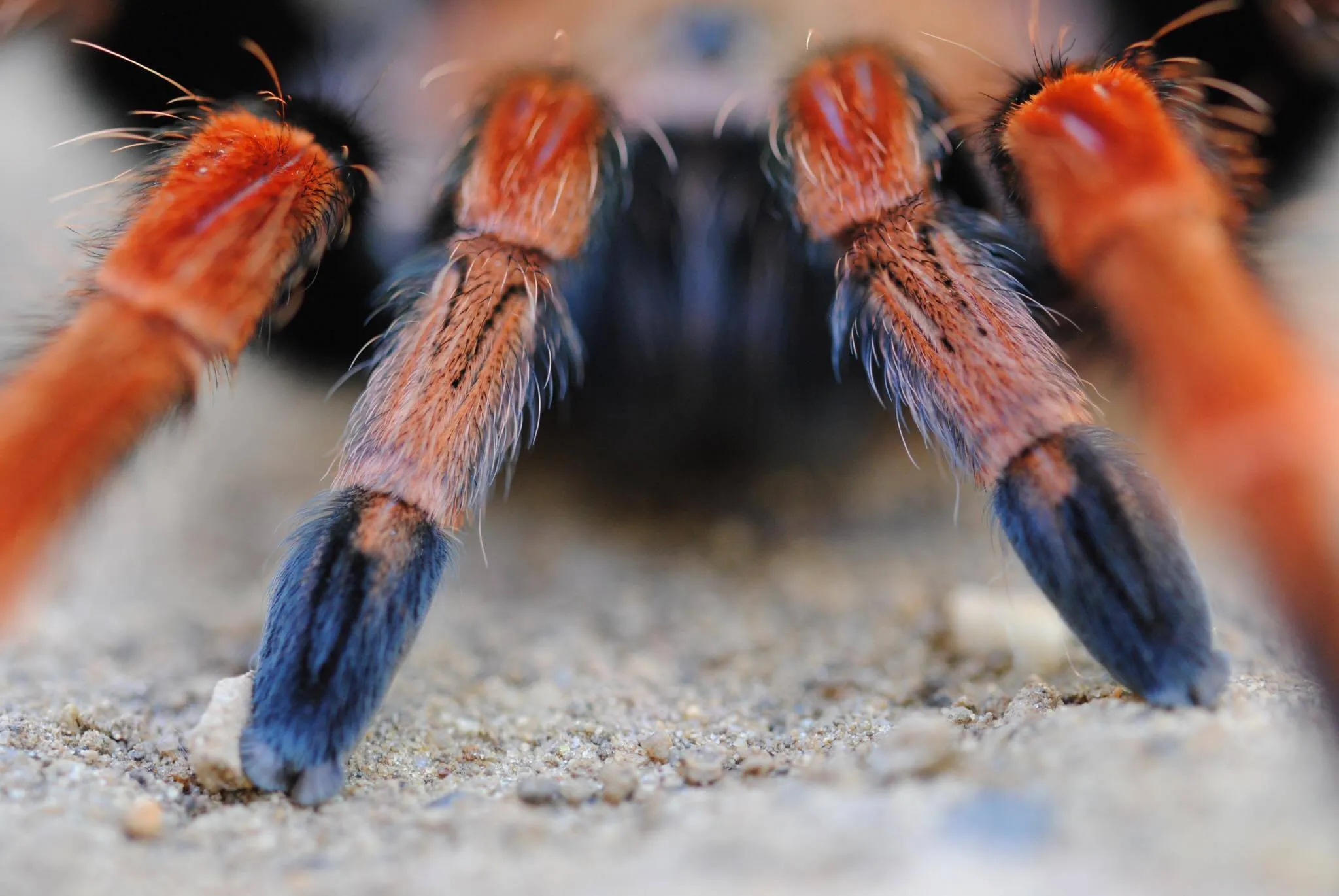 /img/15782-tarantula-bite-symptoms.webp