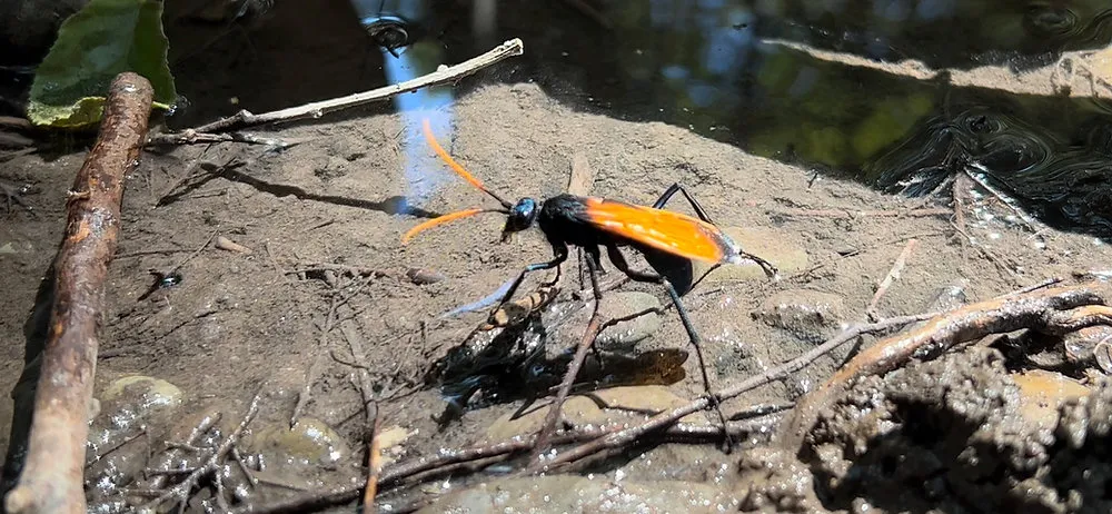 15783 tarantula hawk california venom