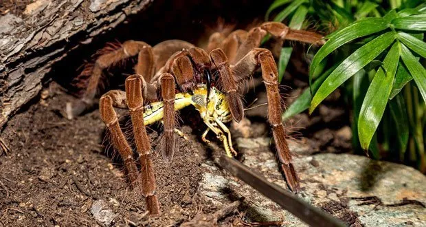 15784 tarantula eating